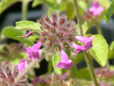 Clinopodium vulgareBorstelkrans bestellen